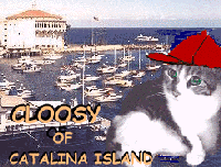 Cloosy of CATalina Island!